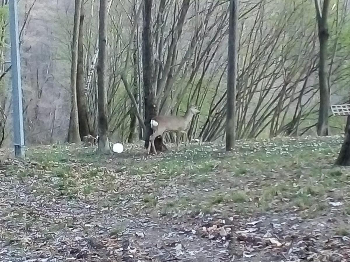 Appartamento La Casa Nel Bosco Rueglio 외부 사진